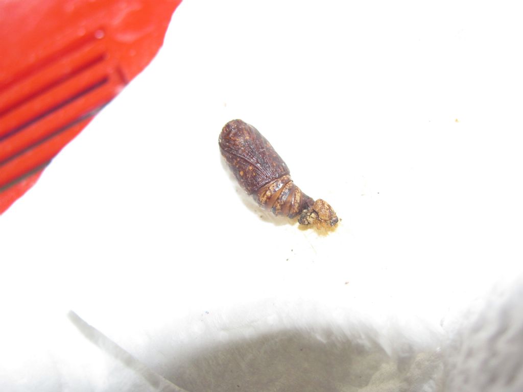 Pupa di Thyatira batis morta?